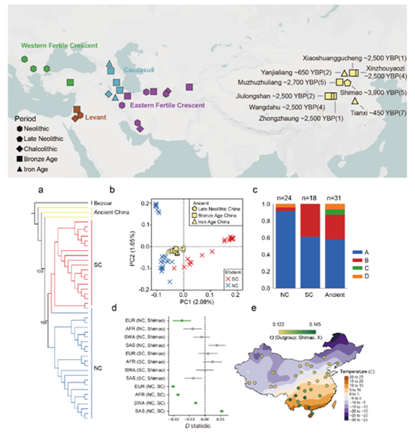 【科研新进展】（70）动科国产在线
利用古基因组揭示中国山羊演化历程 .png