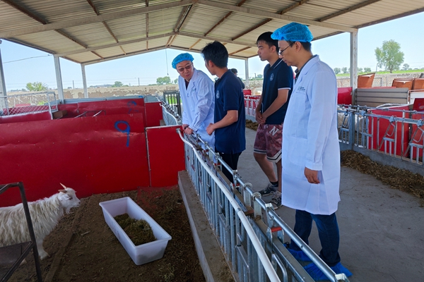 13d52f471fa1418182f6f8461116e9b2.jpg 图片二 队员向王小龙副院长介绍专业实习与饲喂试验开展情况.jpg