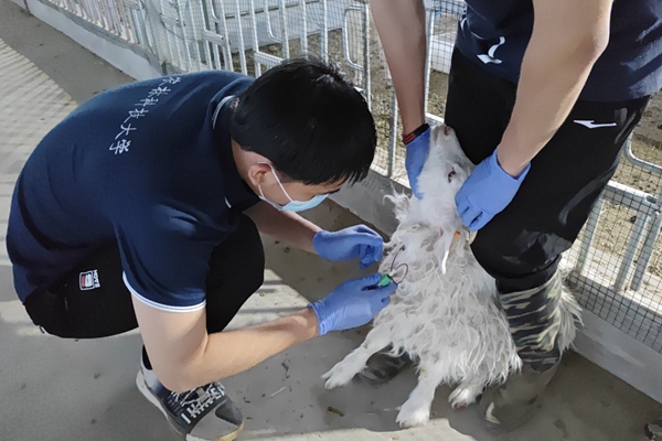 89284a4485c64e52aef90f9bbf690804.jpg 图片五 队员采集绒山羊血样.jpg