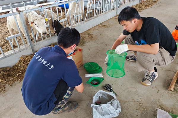 91475900cb764db0b686410a9533da94.jpg 图片三 队员崔文元与李双宇调试捕蝇设备.jpg