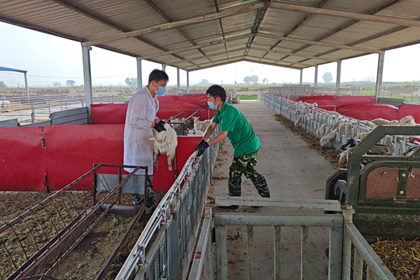b9d931afce3d4c5cae2cf2d8fa188e22.jpg 图片四 队员选取试验羊只并保定.jpg
