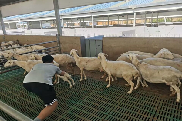 44876271668646c7919f1ba13ddc264e.jpg 服务队成员近距离抓羊.jpg