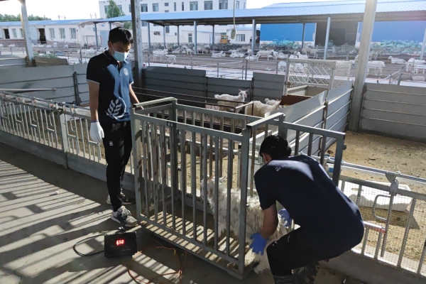 22dd23d0b563497c98e782bb1c0a0629.jpg 图片二 队员对试验羊只进行称重.jpg